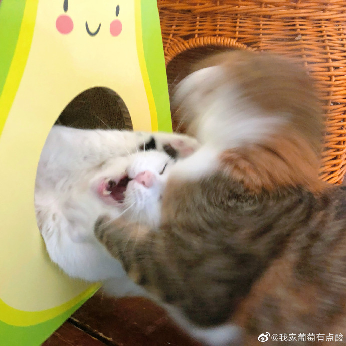 猫图片|宠物猫|猫咪|