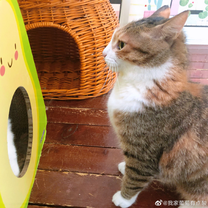 猫图片|宠物猫|猫咪|