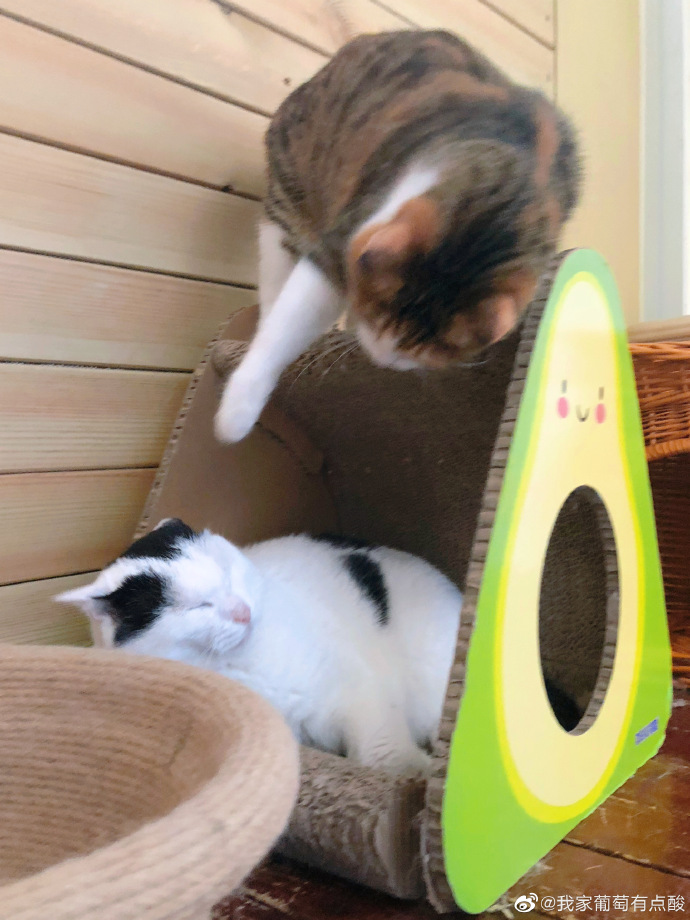 猫图片|宠物猫|猫咪|