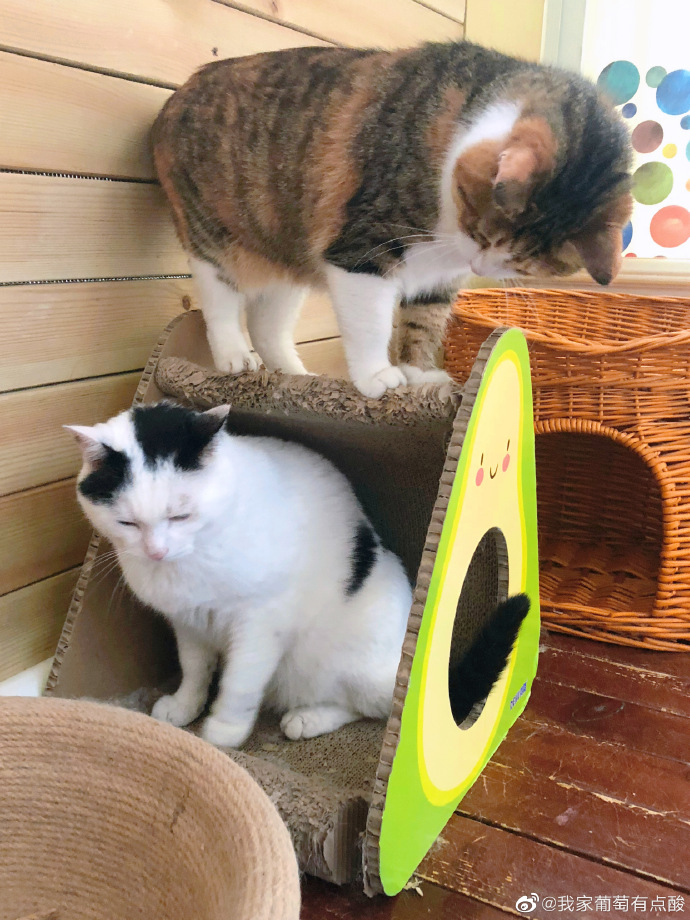 猫图片|宠物猫|猫咪|