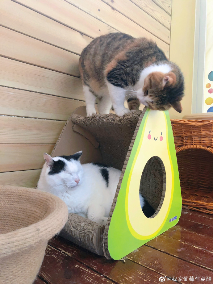 猫图片|宠物猫|猫咪|