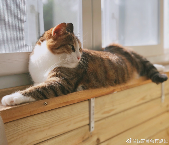 猫图片|宠物猫|猫咪|