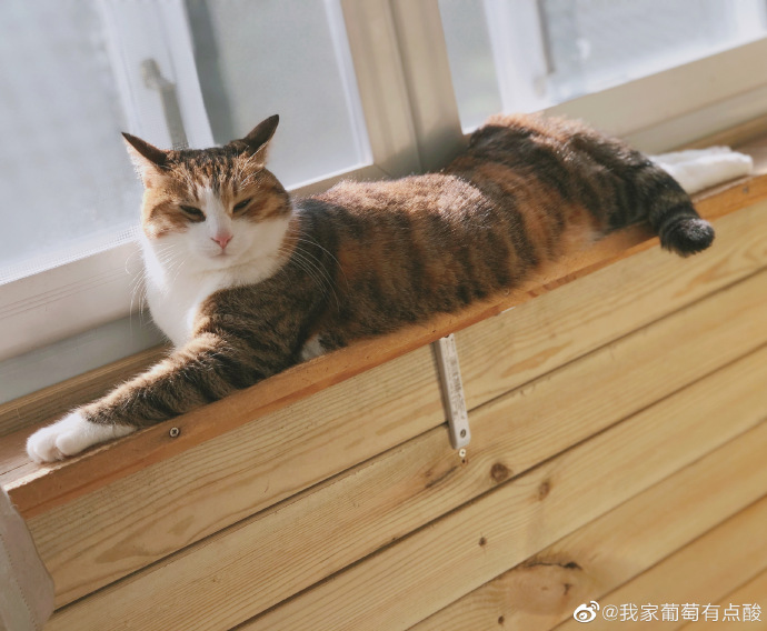 猫图片|宠物猫|猫咪|