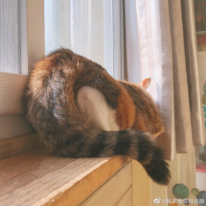 猫图片|宠物猫|猫咪|