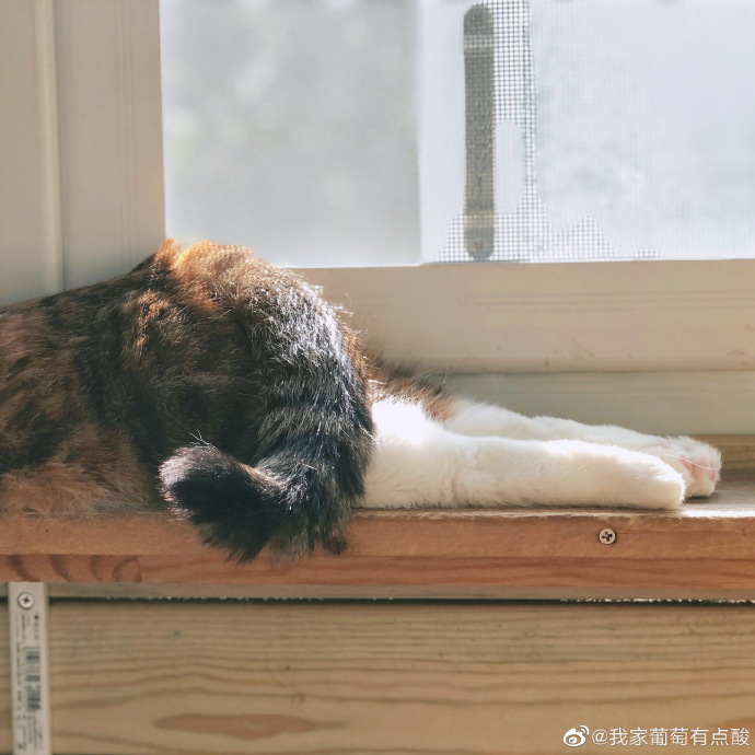 猫图片|宠物猫|猫咪|