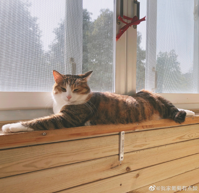 猫图片|宠物猫|猫咪|