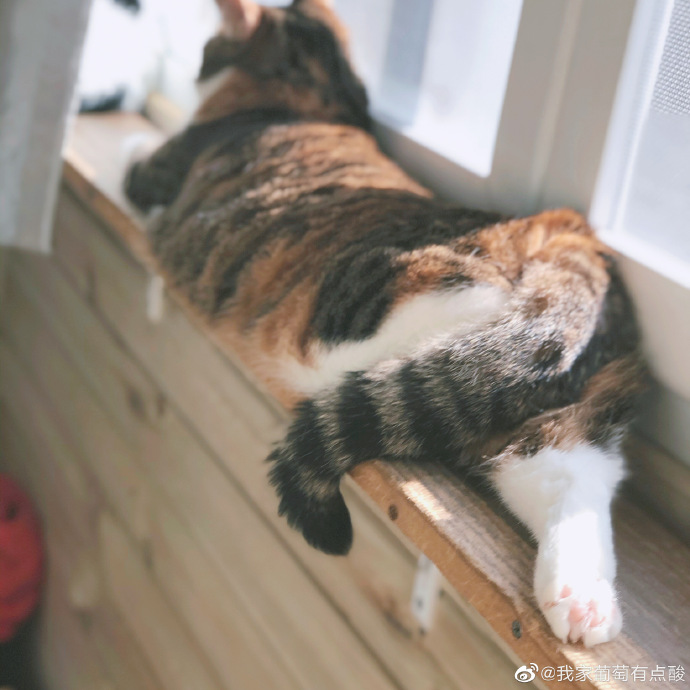 猫图片|宠物猫|猫咪|