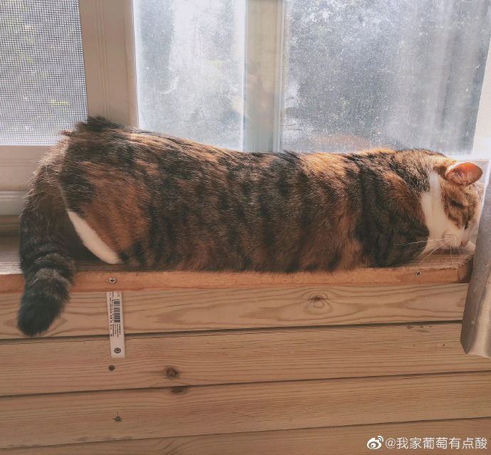 猫图片|宠物猫|猫咪|