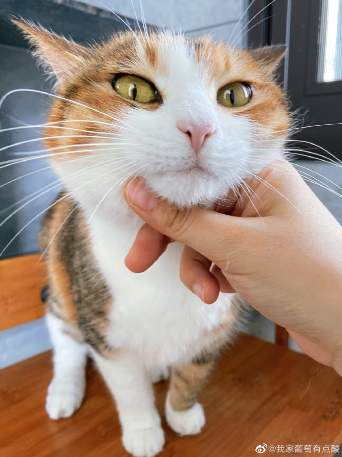 猫图片|宠物猫|猫咪|