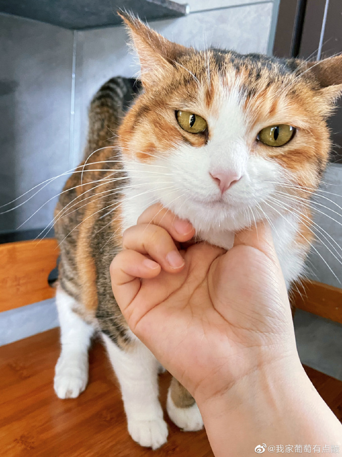 猫图片|宠物猫|猫咪|