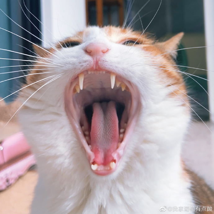 猫图片|宠物猫|猫咪|