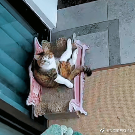 猫图片|宠物猫|猫咪|