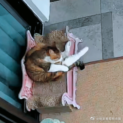 猫图片|宠物猫|猫咪|