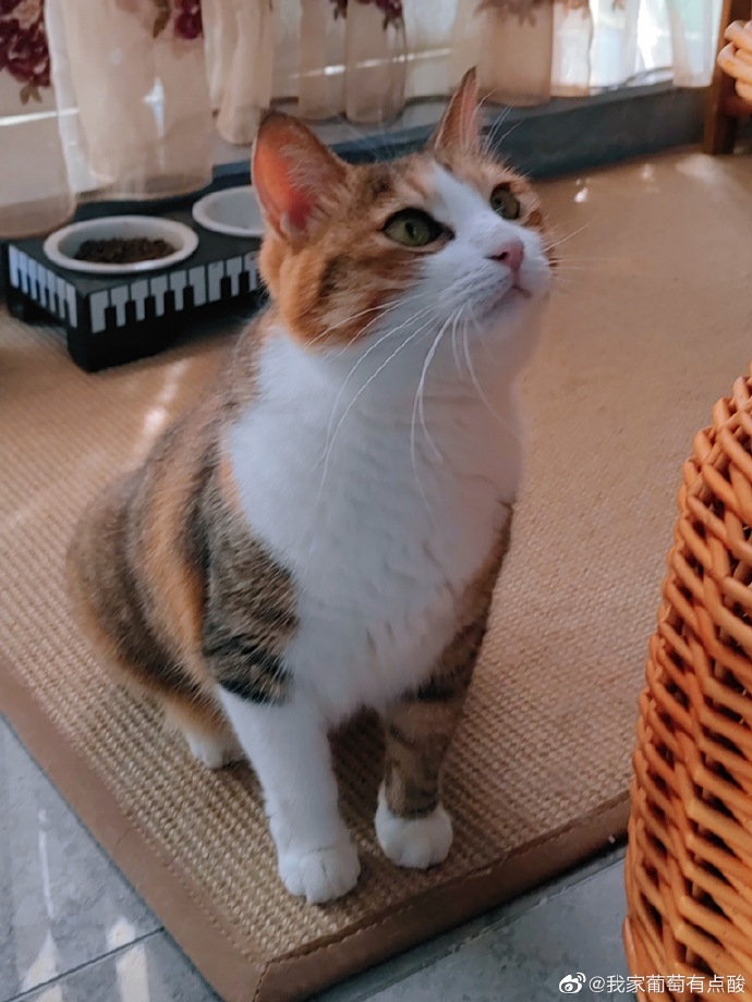 猫图片|宠物猫|猫咪|