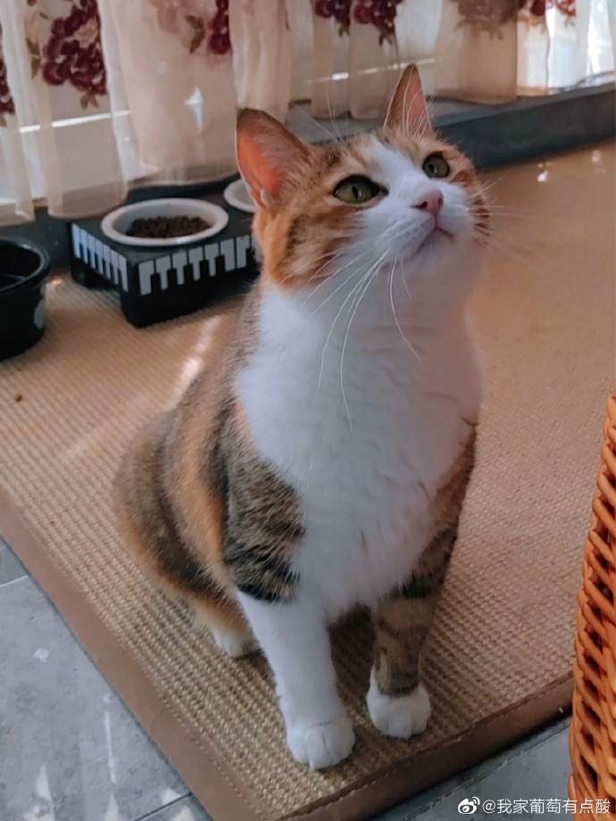 猫图片|宠物猫|猫咪|