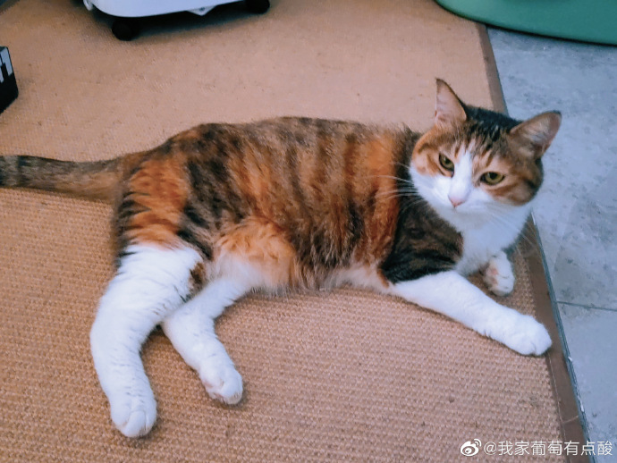 猫图片|宠物猫|猫咪|