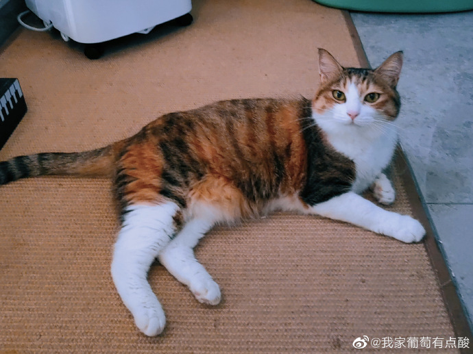 猫图片|宠物猫|猫咪|