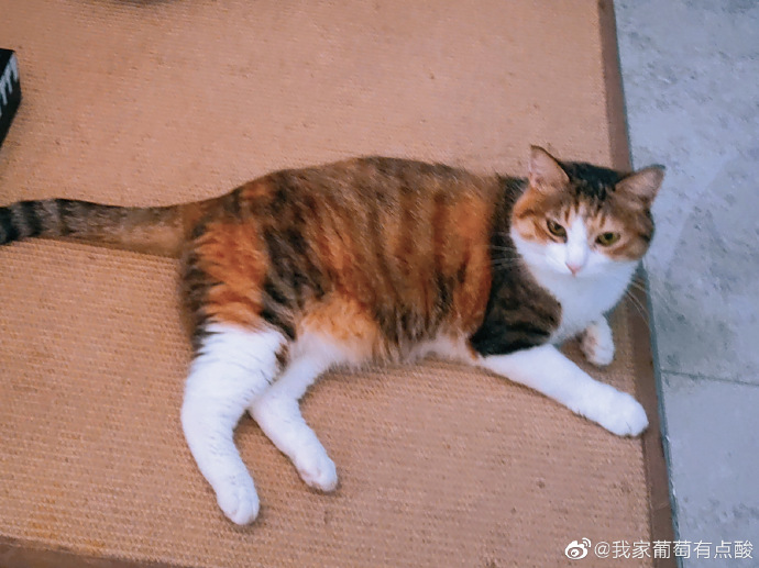 猫图片|宠物猫|猫咪|