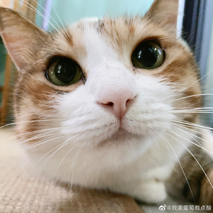 猫图片|宠物猫|猫咪|