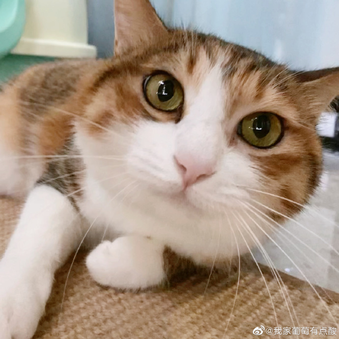 猫图片|宠物猫|猫咪|