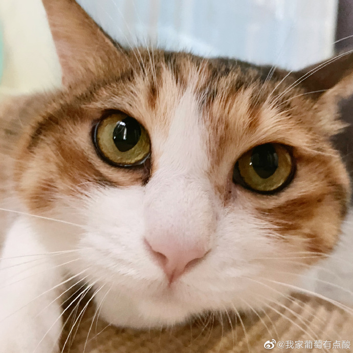 猫图片|宠物猫|猫咪|