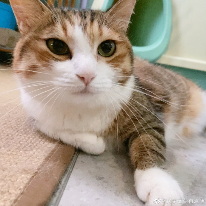 猫图片|宠物猫|猫咪|