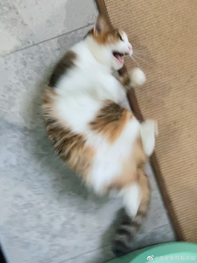 猫图片|宠物猫|猫咪|