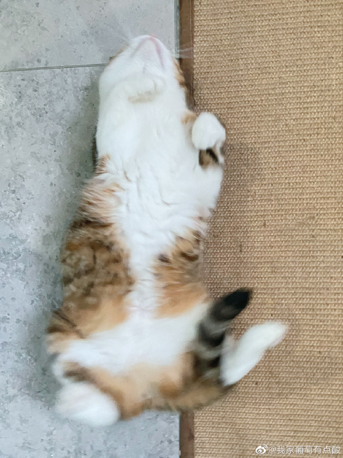 猫图片|宠物猫|猫咪|