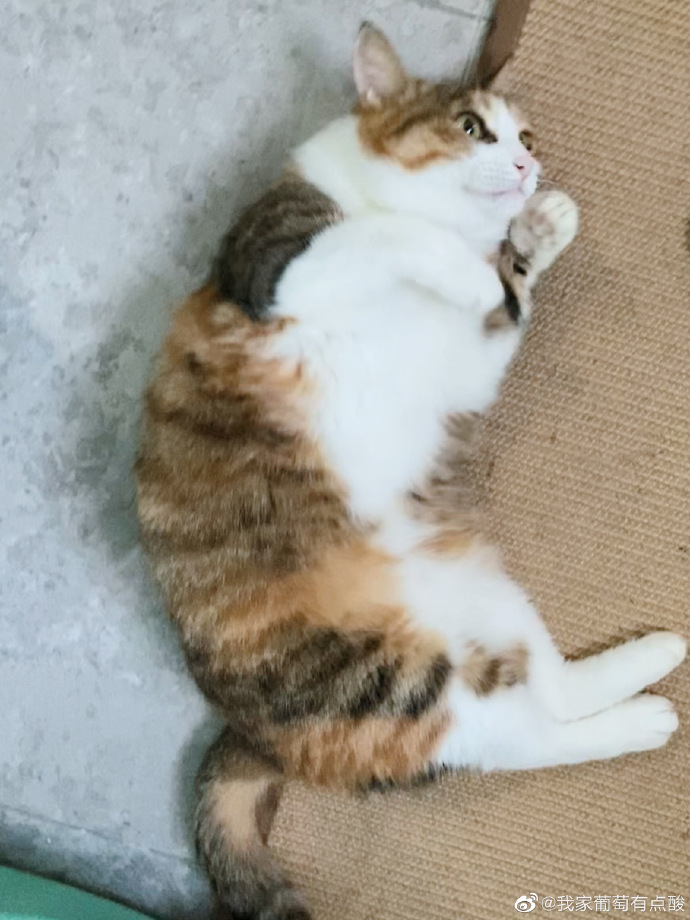 猫图片|宠物猫|猫咪|