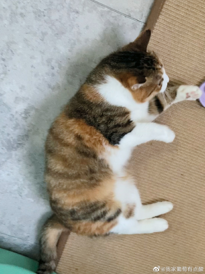 猫图片|宠物猫|猫咪|