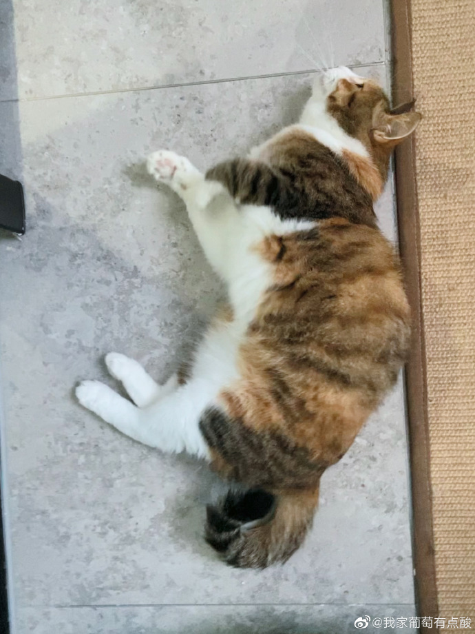 猫图片|宠物猫|猫咪|