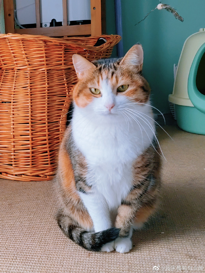 猫图片|宠物猫|猫咪|