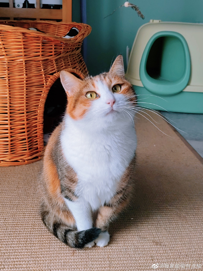 猫图片|宠物猫|猫咪|