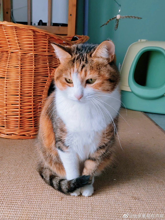 猫图片|宠物猫|猫咪|