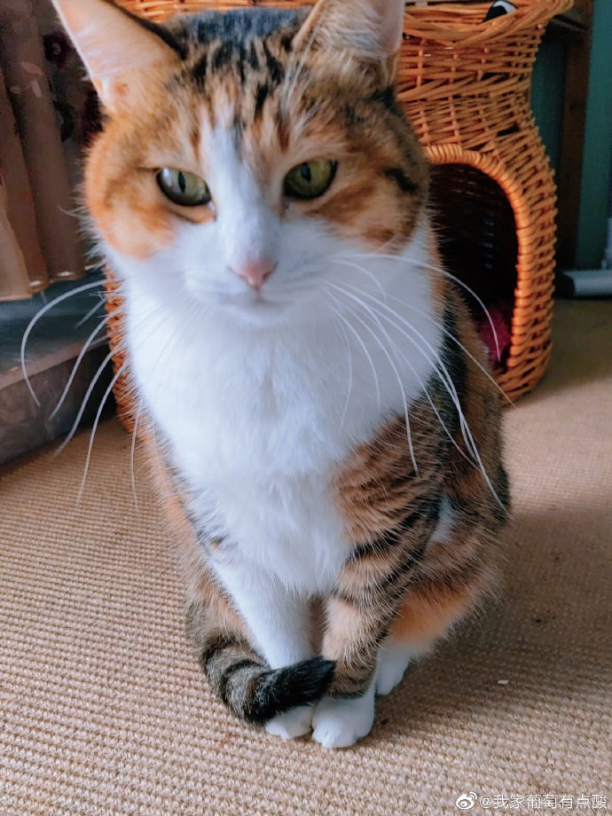 猫图片|宠物猫|猫咪|