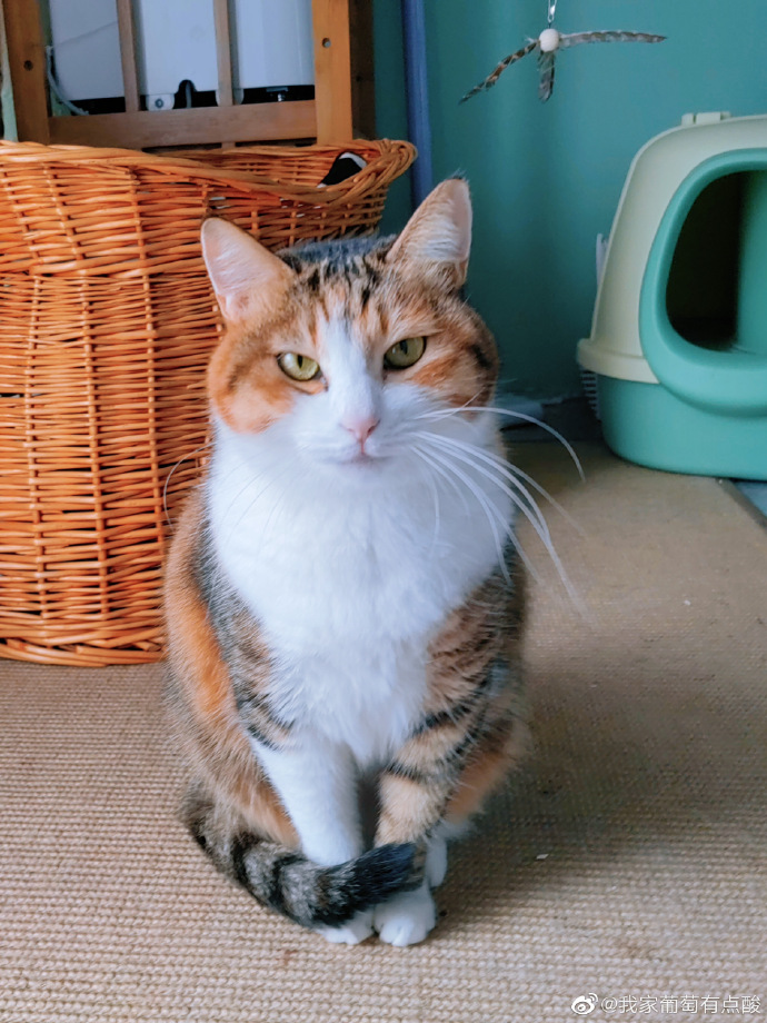 猫图片|宠物猫|猫咪|