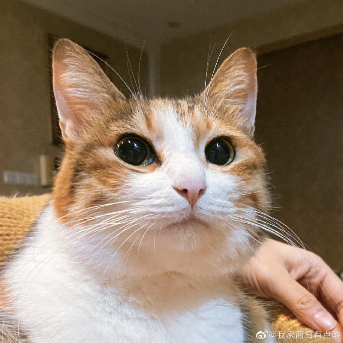 猫图片|宠物猫|猫咪|