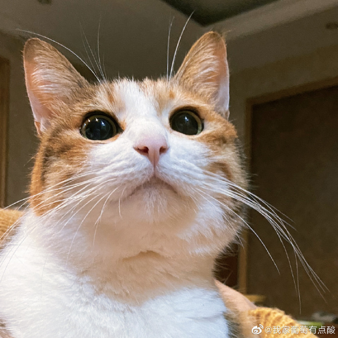 猫图片|宠物猫|猫咪|