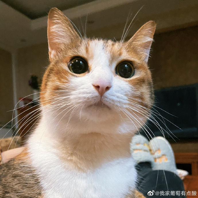 猫图片|宠物猫|猫咪|