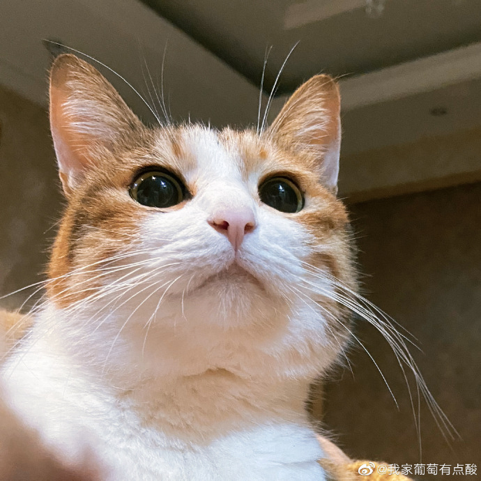 猫图片|宠物猫|猫咪|