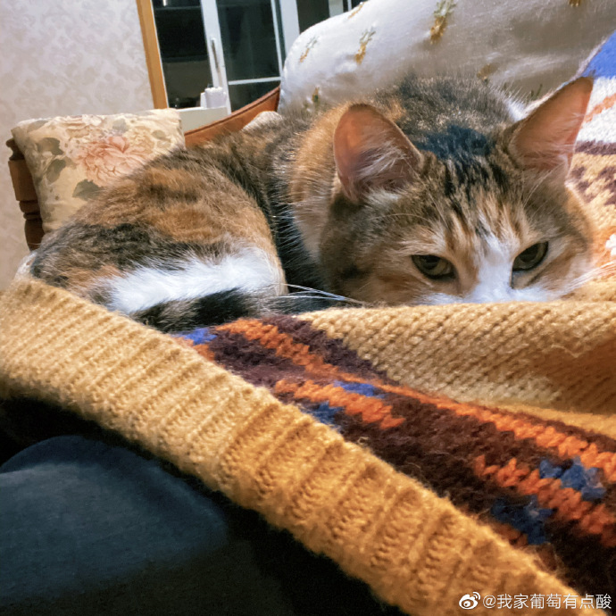 猫图片|宠物猫|猫咪|