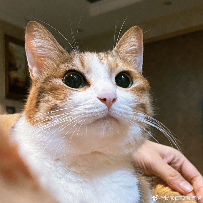 猫图片|宠物猫|猫咪|