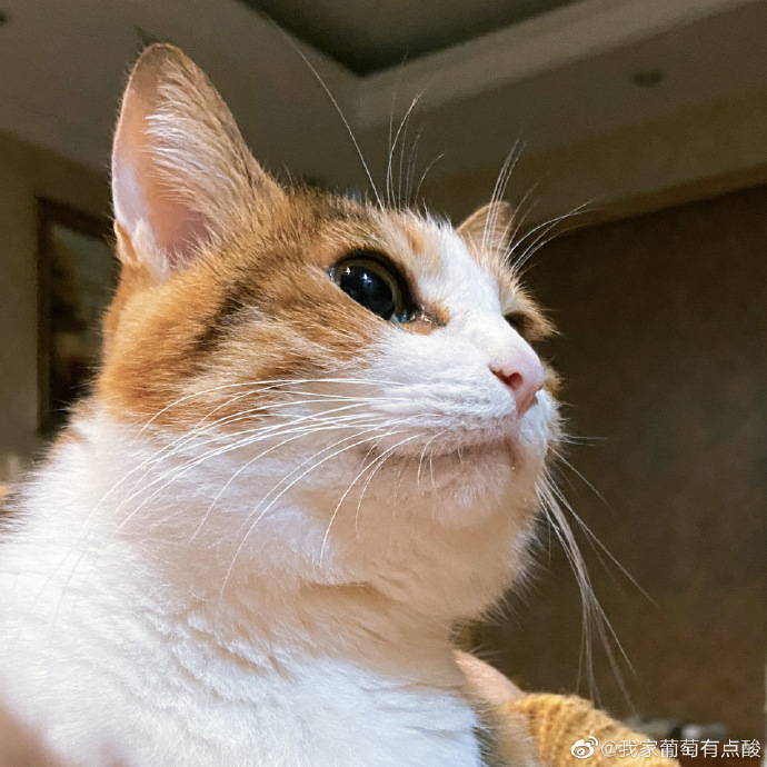 猫图片|宠物猫|猫咪|