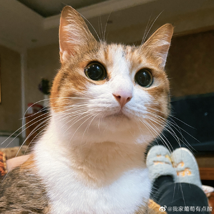 猫图片|宠物猫|猫咪|