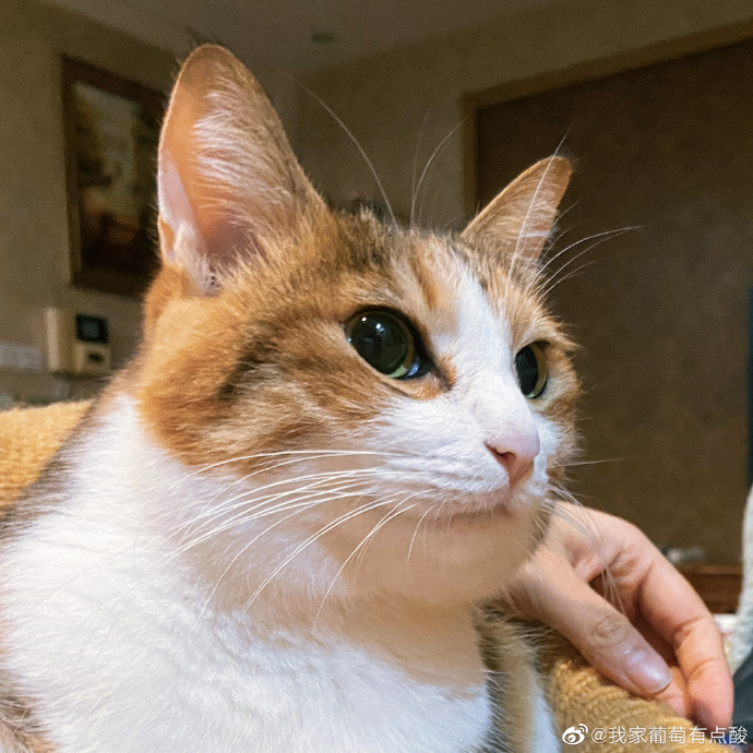 猫图片|宠物猫|猫咪|