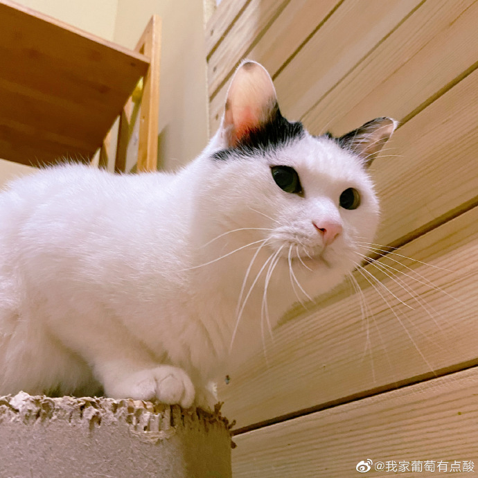 猫图片|宠物猫|猫咪|