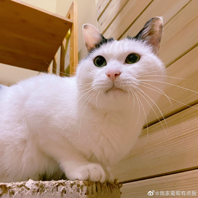 猫图片|宠物猫|猫咪|