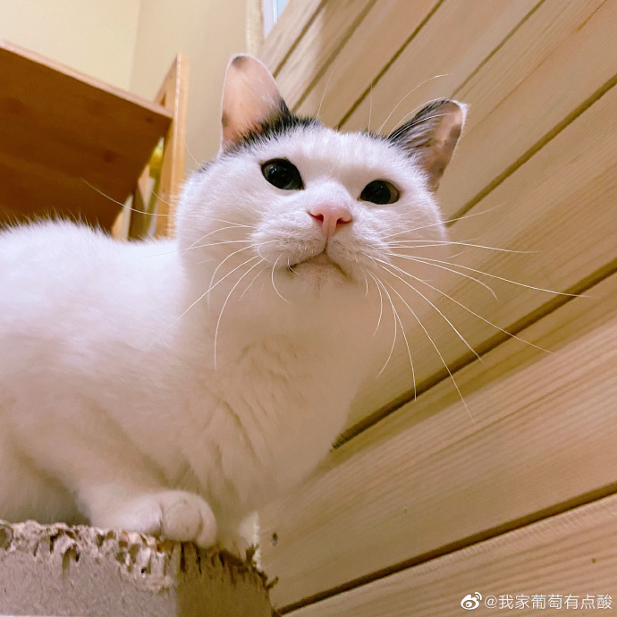 猫图片|宠物猫|猫咪|