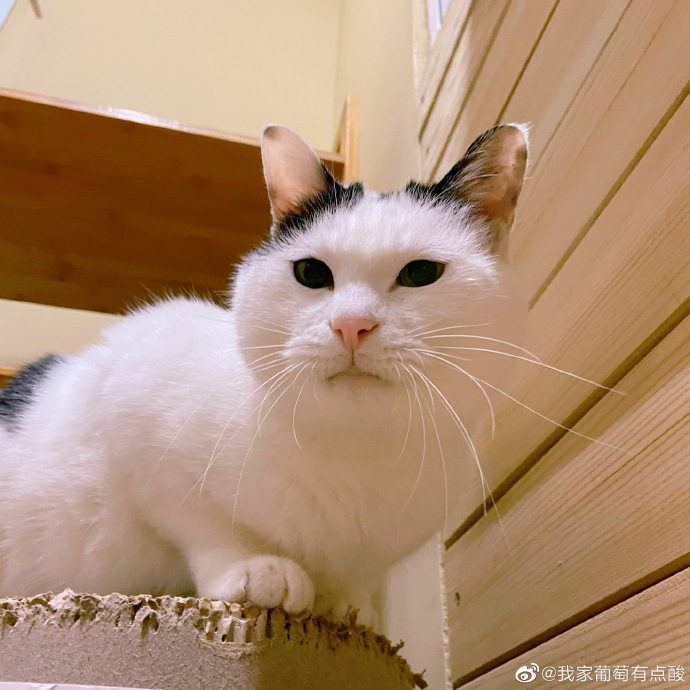 猫图片|宠物猫|猫咪|