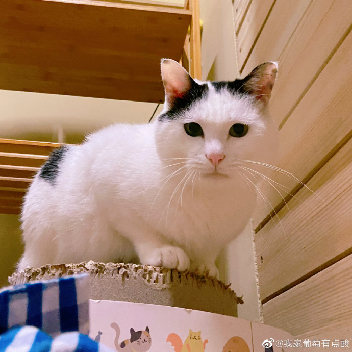 猫图片|宠物猫|猫咪|